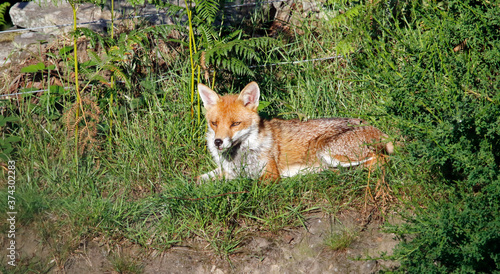 Female fox relaxing in the sunshine