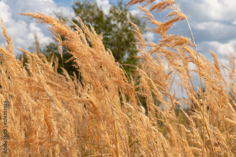 Obraz premium Field in the fall. Yellow ears of grass move from the wind against the background of the sky