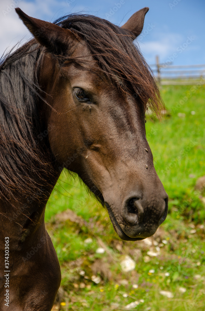 Fototapeta premium Brown horse on a meadow in the carpathian mountains on a summer day