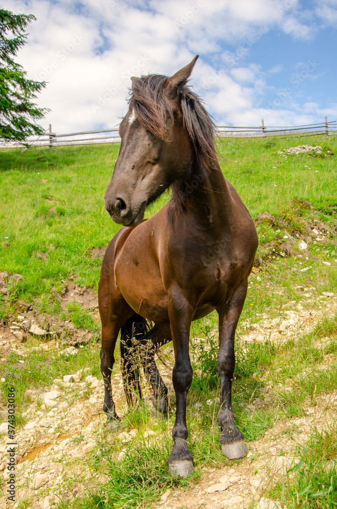 Brown horse on a meadow in the carpathian mountains on a summer day Brown horse on a meadow in the carpathian mountains on a summer day