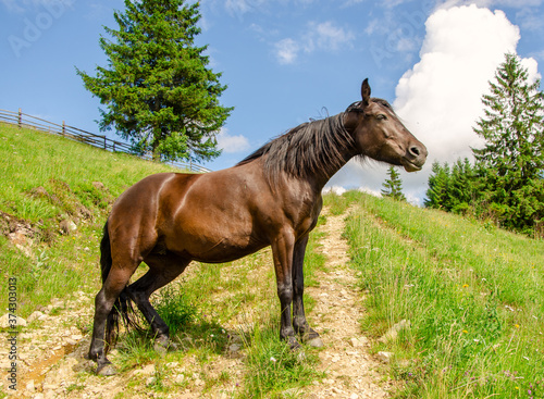 Brown horse on a meadow in the carpathian mountains on a summer day