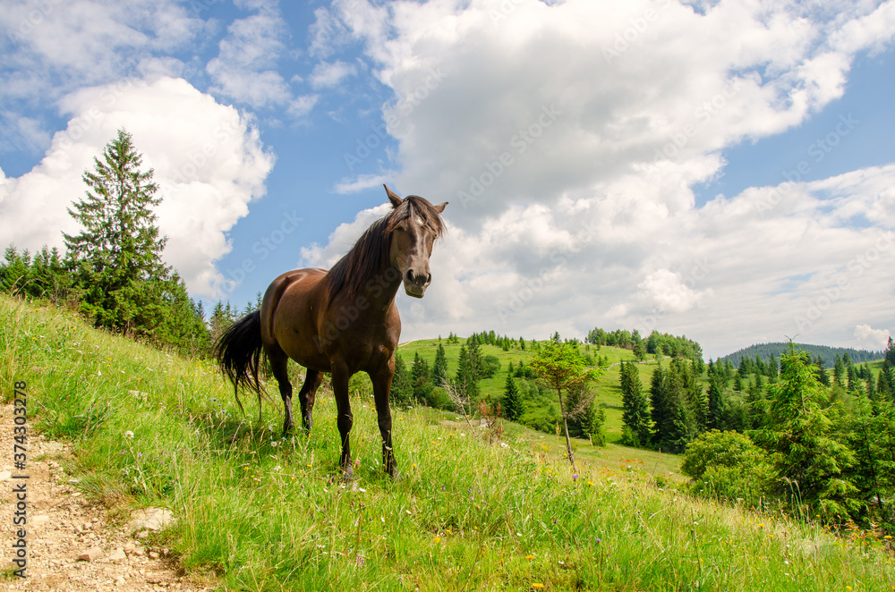 Brown horse on a meadow in the carpathian mountains on a summer day