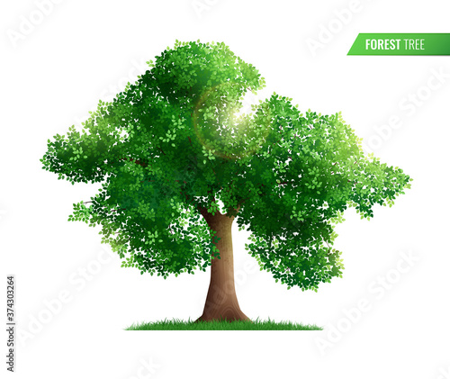 Realistic Forest Tree Composition
