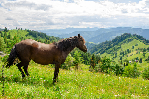 Brown horse on a meadow in the carpathian mountains on a summer day
