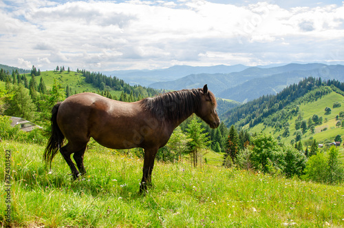 Brown horse on a meadow in the carpathian mountains on a summer day © ola_pisarenko