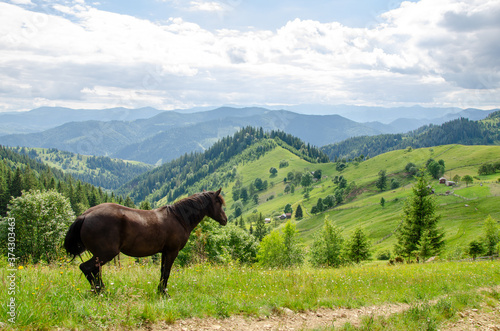 Brown horse on a meadow in the carpathian mountains on a summer day