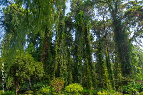 Summer scenery of Wuhan Botanical Garden  Hubei  China