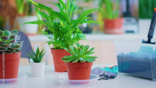 Closeup of flowers on kitchen table prepared for planting at home. Using fertil soil with shovel white ceramic flowerpot and flowerhouse plants ready to be plant at home house gardening for decoration photo