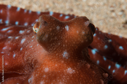  Octopus with curious gaze on the sand floor...