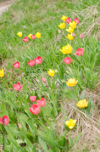 Pink and yellow spring tulips