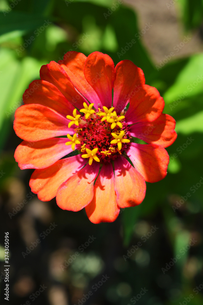 Magical annual zinnia flowers, disambiguation majors growing on the streets of Dripro. Fascinating bloom of unusual and colorful Ukrainian flowers blooming under the rays of the summer sun in August. Magical annual zinnia flowers, disambiguation majors growing on the streets of Dripro. Fascinating bloom of unusual and colorful Ukrainian flowers blooming under the rays of the summer sun in August.