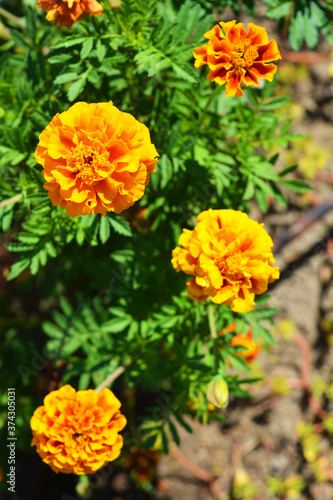 Bright and colorful Ukrainian folk flowers, shaggy orange black-shavens, marigolds growing on the street of the city of Dnipro, the country of Ukraine. Sun-loving flowers growing on sun, black-haired.