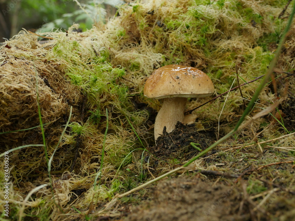 Fototapeta premium white mushroom boletus in moss close to
