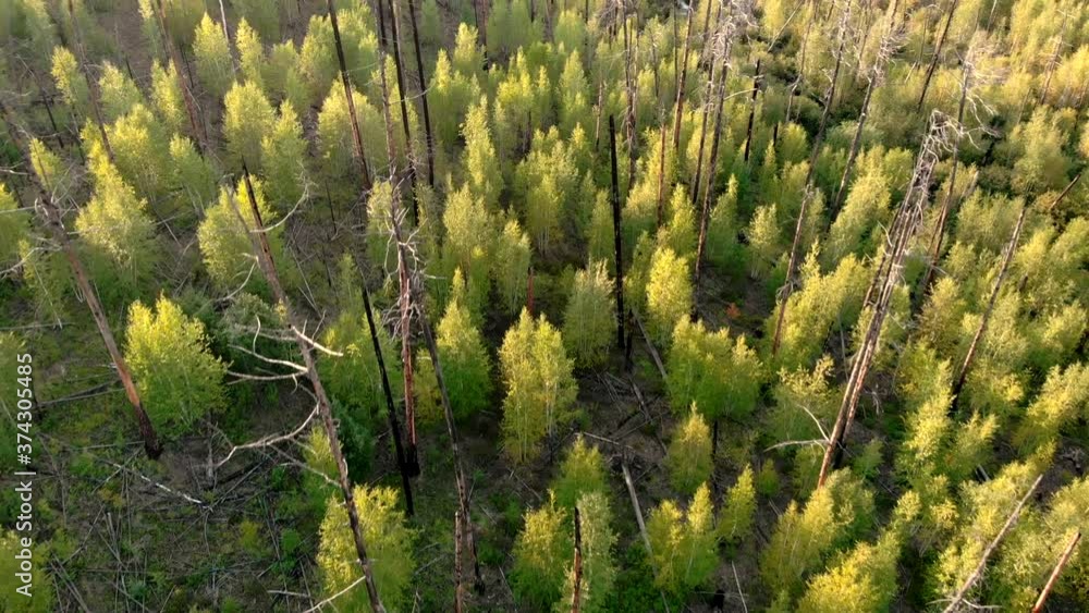 Camera flying low over young trees growing at the site of a forest fire. Dry and burnt tree trunks. Camera flying low over young trees growing at the site of a forest fire. Dry and burnt tree trunks.