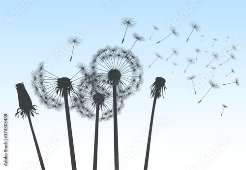Shape of vector dandelion on blue sky and flying seeds. Outline illustration.