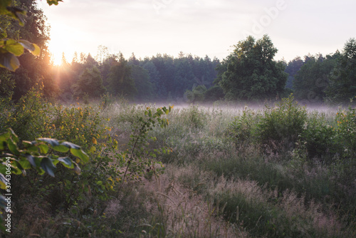 morning mist in the forest