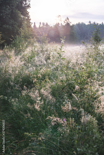misty morning in the forest