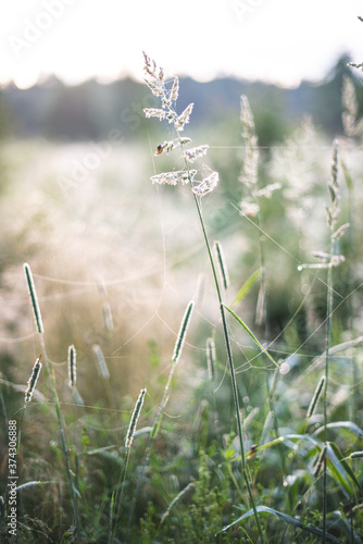 wild flowers in the field