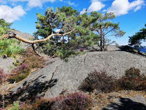 Beautiful shot of trees and plants on rock formations from the village of Gjeving, Norway photo