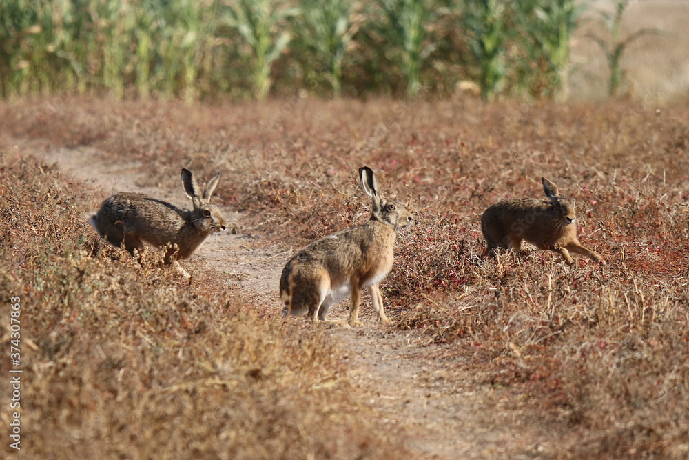 Obraz premium drei Hasen sitzen oder laufen auf einem Feld Leporidae