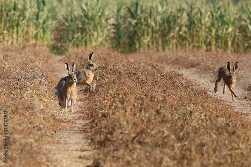 drei Hasen Leporidae laufen über ein Feld