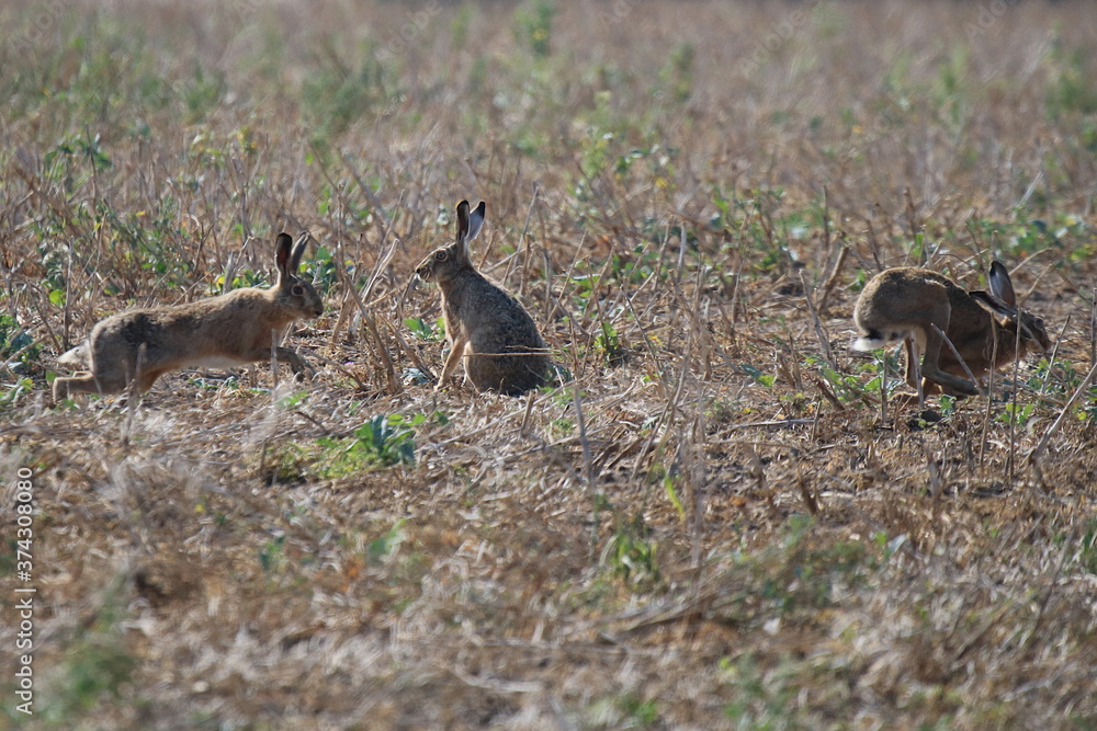 drei Hasen - Lepus - sitzen oder laufen auf einem Feld