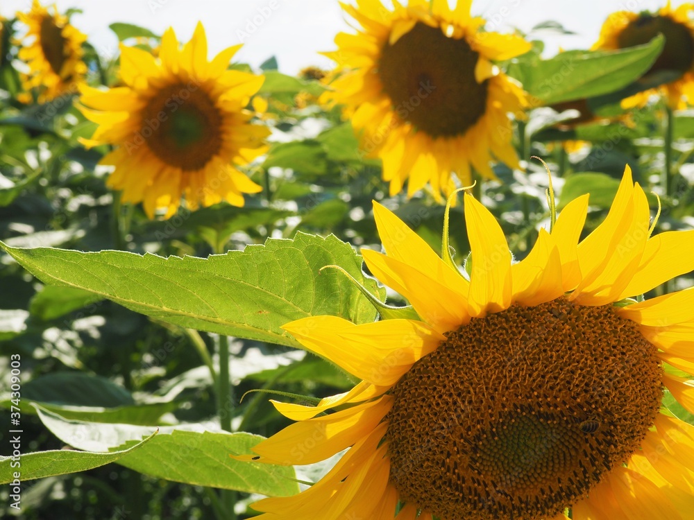 Fototapeta premium Bright yellow sunflowers in the evening sun in a sonflower field in Hungary in July sunny day