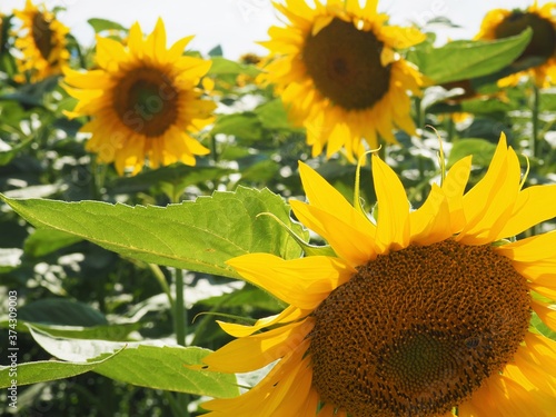 Bright yellow sunflowers in the evening sun in a sonflower field in Hungary in July sunny day photo