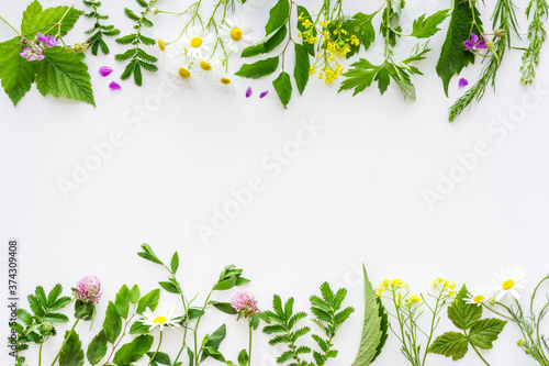 Frame of fresh medicinal herbs and wild flowers top view