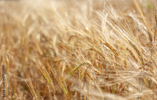 A field of barley ears on a sunny day. Grain harvest.