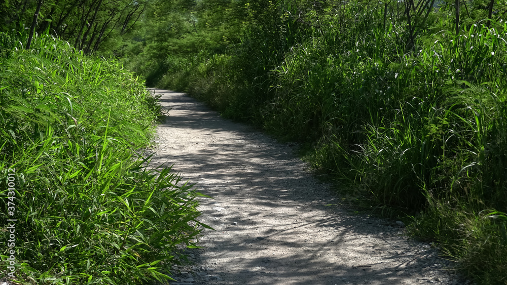 Beautiful nature pathway in forest. Beautiful nature pathway in forest.