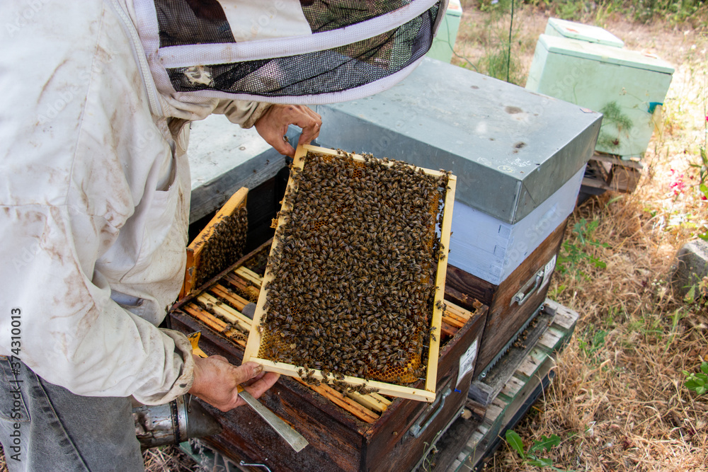 La récolte du miel chez un apiculteur La récolte du miel chez un apiculteur