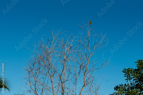 tree and sky