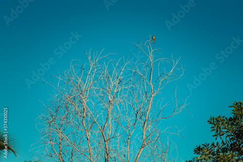tree