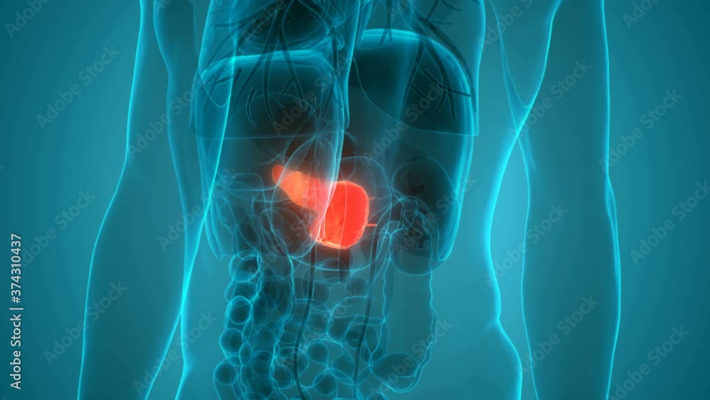 Human Internal Organ Pancreas Anatomy Animation Concept Stock 비디오 ...