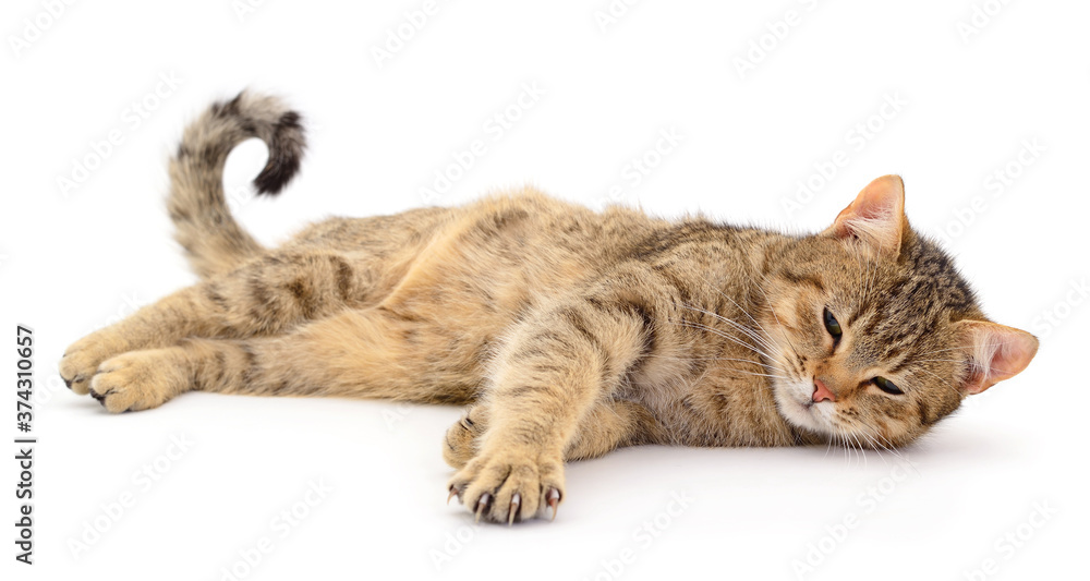 custom made wallpaper toronto digitalBrown house cat.