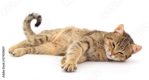 Wallpaper Mural Brown house cat. Torontodigital.ca