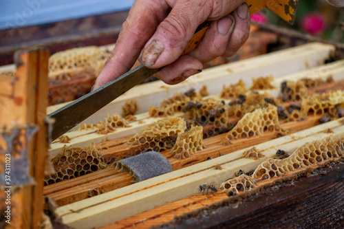 La récolte du miel chez un apiculteur