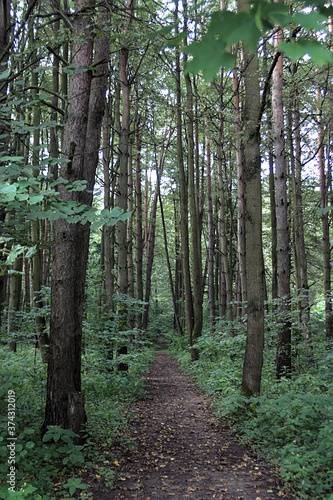 straight path in a high pine forest