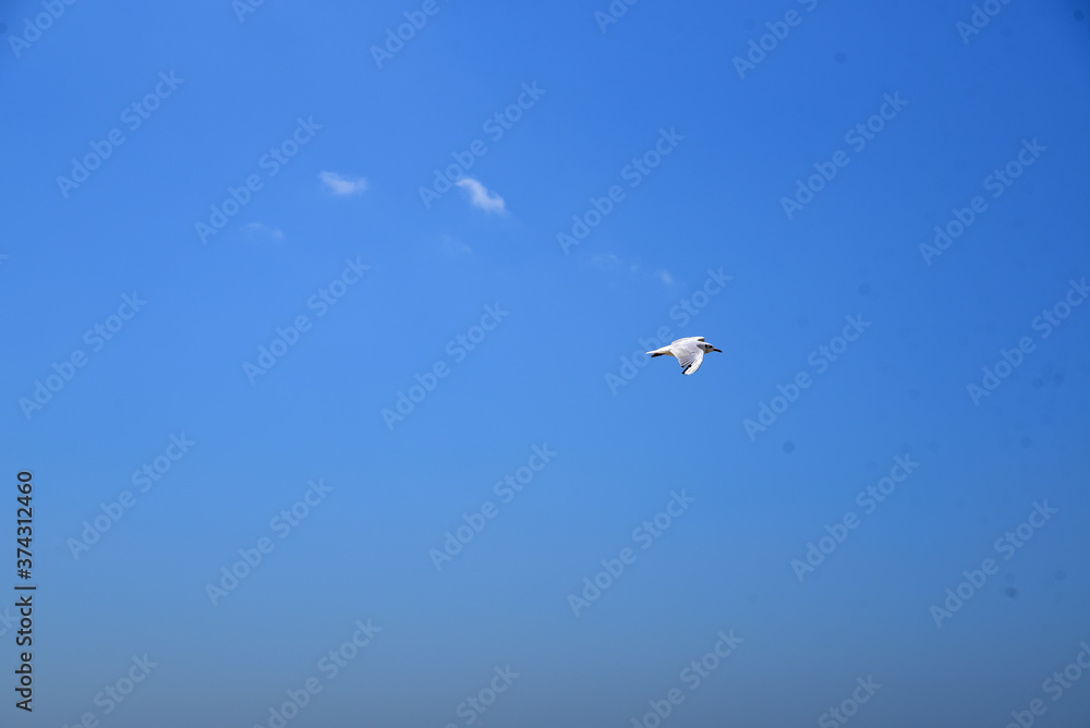 a Seagull flies high in the sky