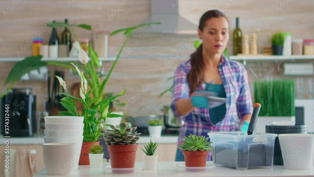 Florist woman checking plants placed in the kitchen. Using fertil soil with shovel into pot, white ceramic flowerpot and plants prepared for replanting for house decoration. Florist woman checking plants placed in the kitchen. Using fertil soil with shovel into pot, white ceramic flowerpot and plants prepared for replanting for house decoration.