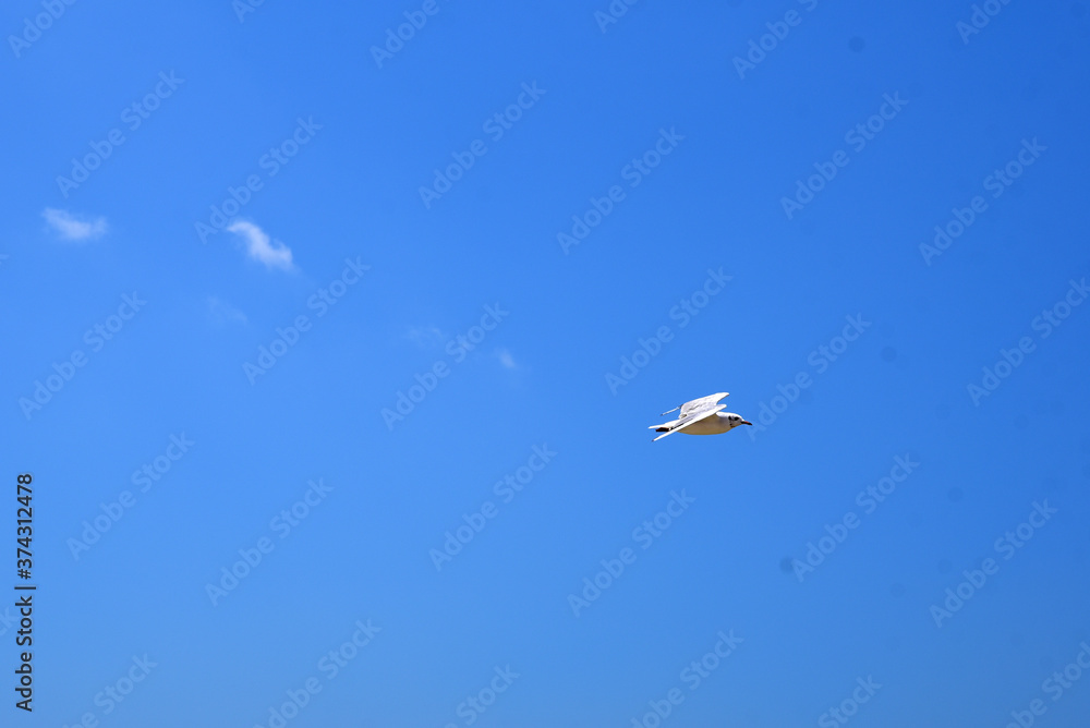 a Seagull flies high in the sky
