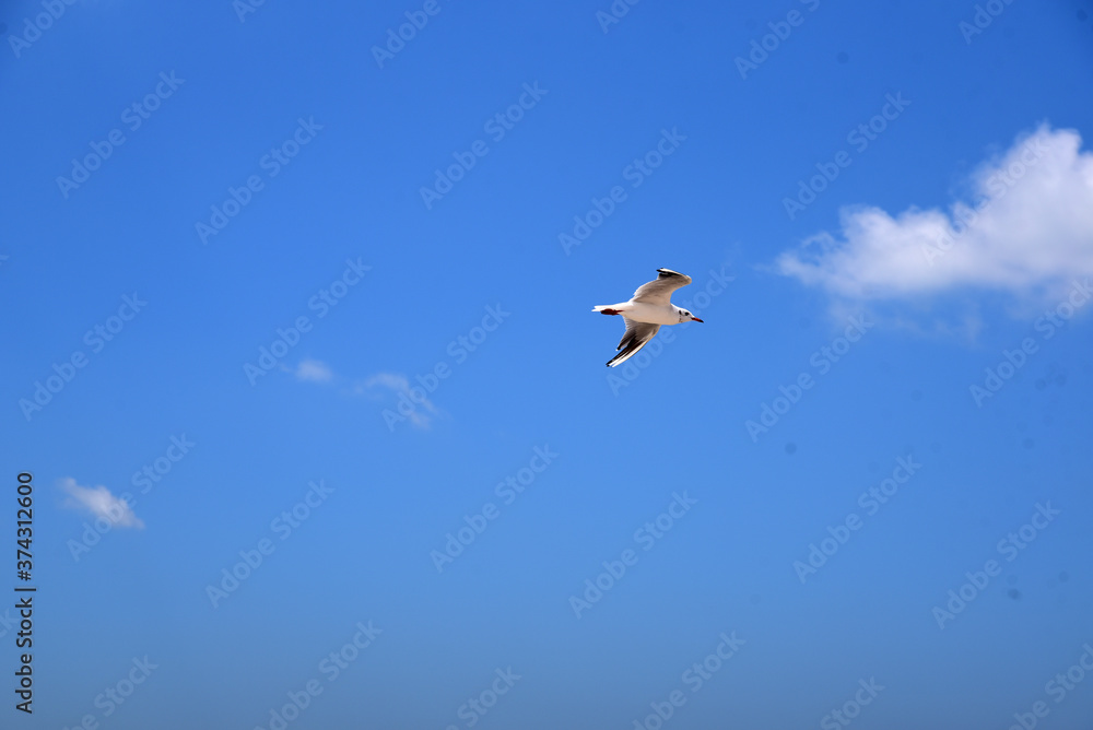 Fototapeta premium a Seagull flies high in the sky