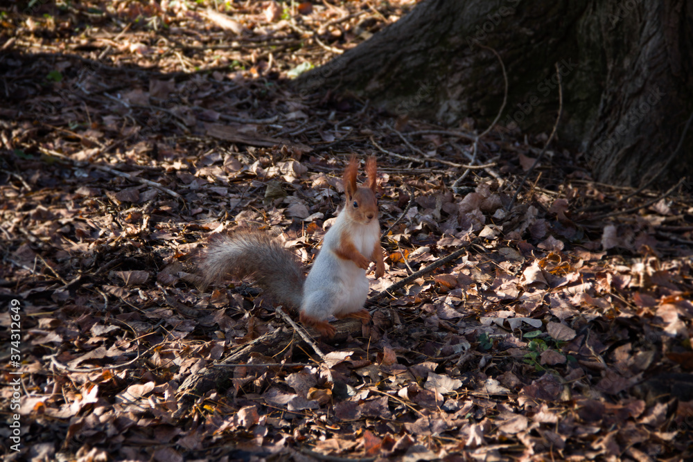 squirrel in the park squirrel in the park