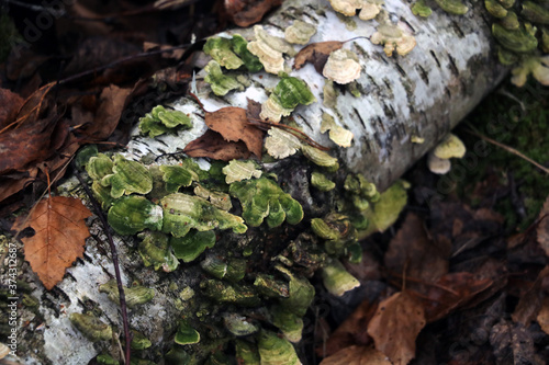An old fallen tree. Mushrooms grow on a tree trunk.