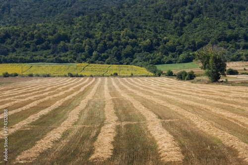 Landscape, stripes of hay on the meadow, mountain at the background
