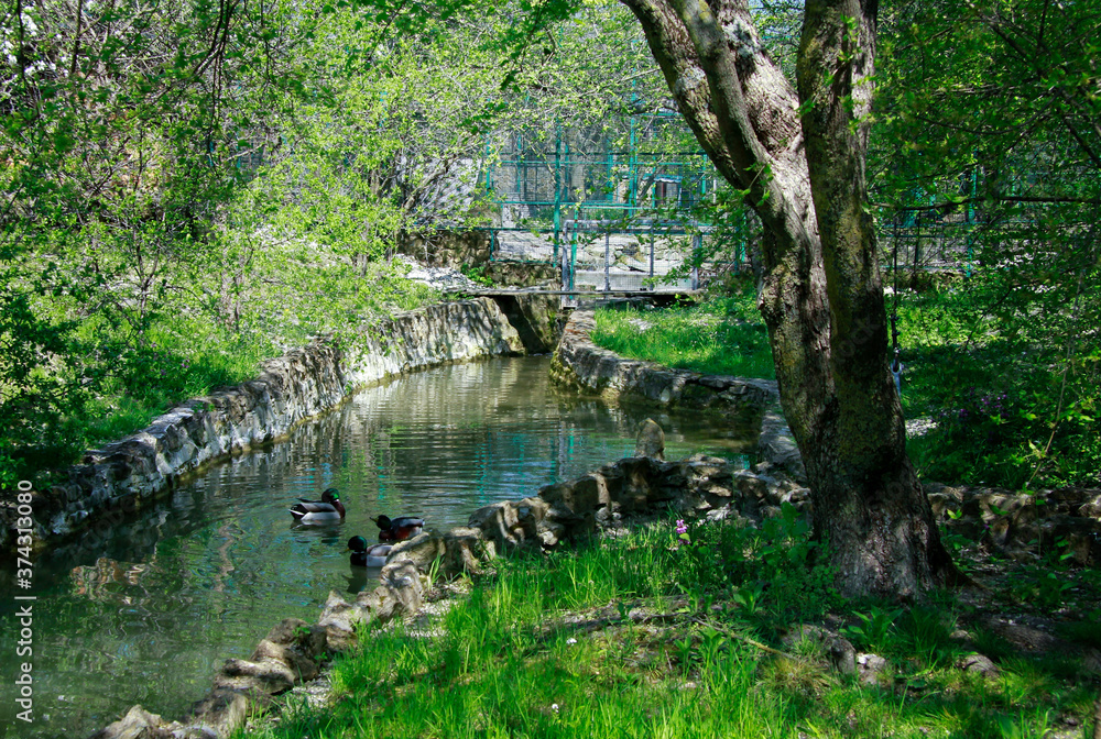 Fototapeta premium bridge in the forest