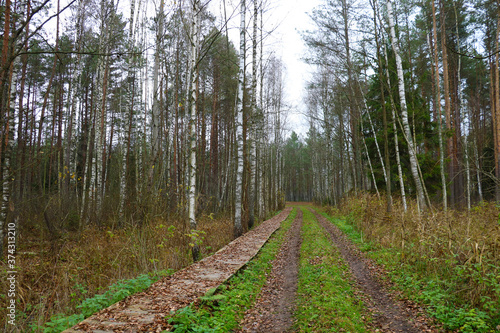 Forest road and footpath in yellow leaves. Fall.