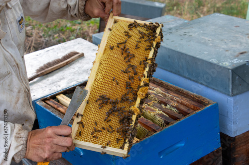 La récolte du miel chez un apiculteur