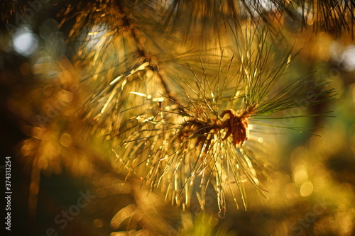 Lush pine tree branch closeup at sunset wit warm light